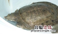 甲鱼死了二天可以炖汤么 甲鱼死了二天可以炖汤么嘛