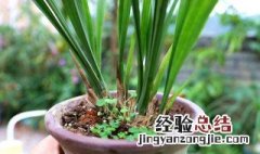 兰花如何催花效果更好 兰花如何催花效果更好一些