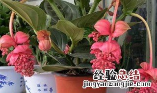 宝莲灯怎么养才开花多 宝莲灯怎么养才开花