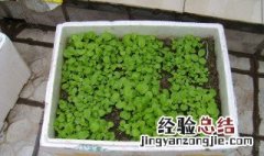 泡沫箱种青菜怎么种 泡沫箱的种青菜方法