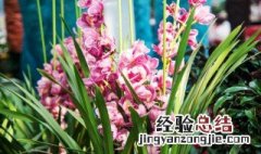 大花蕙兰换盆时间和方法 大叶蕙兰花怎么换盆