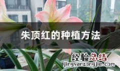 朱顶红幼苗种植方法 朱顶红种前应该如何处理