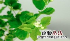 茉莉花花语象征与寓意 关于茉莉花的介绍