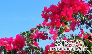 深圳市的市花是什么 深圳市的市花是什么花怎么读