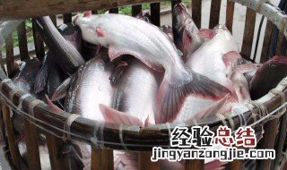 湄公鱼刺多吗 湄公鱼是海鱼还是河鱼