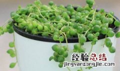 多肉植物吊兰怎么养 多肉吊兰怎么养才能更旺盛