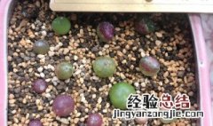 夏天毛汉尼变软要浇水吗 毛汉尼怎么浇水方法