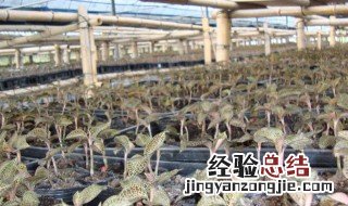 金线莲大棚种植方法 金线莲大棚里如何进行种植呢