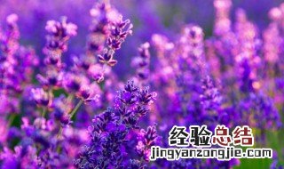 洛阳市花是什么花 洛阳市花是什么花,象征什么