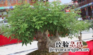 盆栽山荆树养殖方法 荆树疙瘩盆景的养护方法