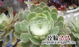 绿法师怎么养出状态 绿法师如何养