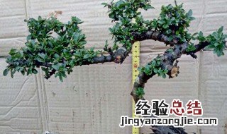 荀子树怎么养长的好快 荀子树怎么养长的好