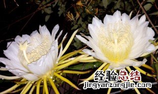 大叶昙花怎么养 小叶昙花怎么养才能开花多