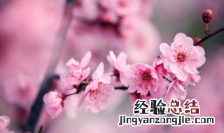 厦门市花是什么 厦门市花是什么花,象征什么