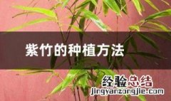 庭院紫竹的种植方法 需要怎么浇水呢