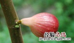 秋季无花果种植方法 秋季适合种植无花果吗