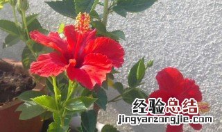 扶桑花不开花怎么回事 扶桑花开不开是怎么了