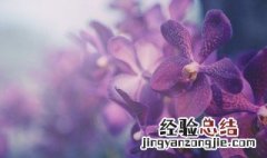 家里君子兰突然开花预示着什么 家里的君子兰开花了有什么兆头