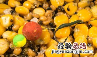 秋天玉米串钩钓鱼技巧 玉米串钩钓鱼方法