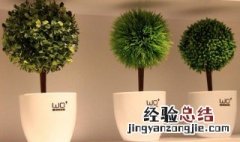 办公室绿色植物 办公室绿色植物怎么养