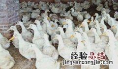 肉鸭养殖利润计算方法 养殖鸭的成本与利润计算方法