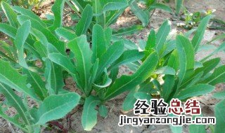 大棚种植曲麻菜方法 大棚种植曲麻菜方法和技术