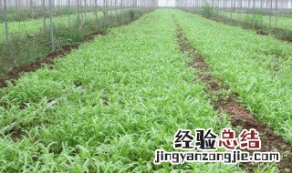 苦蒜种植方法和时间 苦蒜种植方法和时间图片