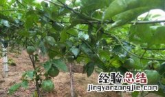 百香果繁殖技术 百香果繁殖时间方法