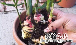 家里阳台可以种姜吗 家里阳台种生姜的方法