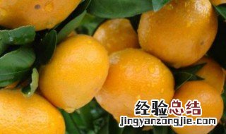 春桔嫁接方法 春桔如何嫁接