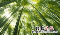 养几支竹子比较好 家里养几个竹子好