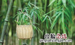 竹子种植方法 竹子如何种植