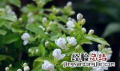 茉莉花修剪时间及技巧 茉莉花修剪时期和修剪方法