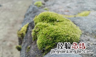 青苔水怎么处理 青苔水垢清洁小妙招