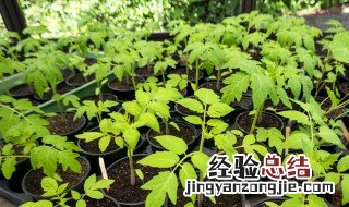 盆子里种菜要怎么弄,用什么土 室内花盆种菜的土方法