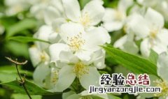 茉莉花寓意 茉莉花代表什么