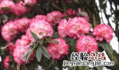 马樱花盆栽的养殖方法和注意事项 马樱花种植时间和方法