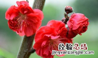 红梅花在家里怎么养 红梅花在家里怎么养殖