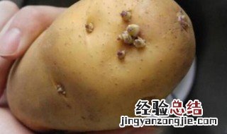 土豆发芽怎么办 土豆发芽怎么办,一个小妙招