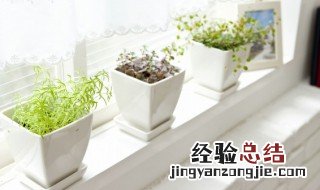 办公室用什么植物风水好 办公室风水植物有哪些