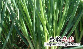 家里大葱种植时间和方法 家庭大葱种植时间和方法