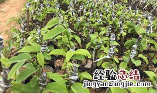 释迦果苗移植 释迦苗移植方法