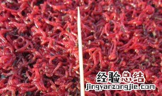 红线虫饲养方法 红线虫如何饲养