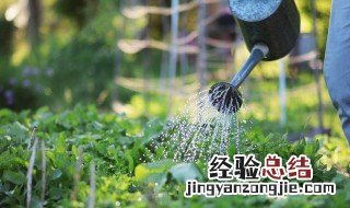 夏天蔬菜浇水方法图片 夏天蔬菜浇水方法