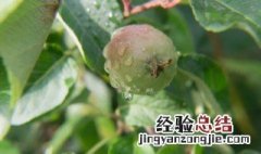 苹果树上的红蜘蛛白蜘蛛怎么办? 苹果树白蜘蛛防治方法