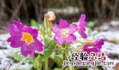 耐冬花的正确养殖方法 耐冬花的正确养殖方法视频