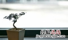 桅子扦插土扦几天生根 桅子花什么时侯扦插