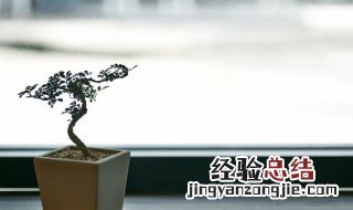 桅子扦插土扦几天生根 桅子花什么时侯扦插