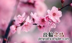 梅花长什么样子呢 梅花长什么样子呢?