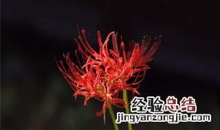 彼岸花怎样才能养活 彼岸花怎么反复养